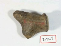 藏品(鹿角基部)的圖片